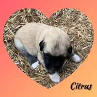 Citrus, a female Anatolian Shepherd Dog for sale in Brookfield, MO – 1 of 2