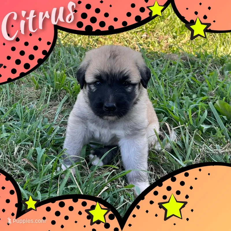 Citrus – Anatolian Shepherd Dog puppy for sale in Brookfield, MO