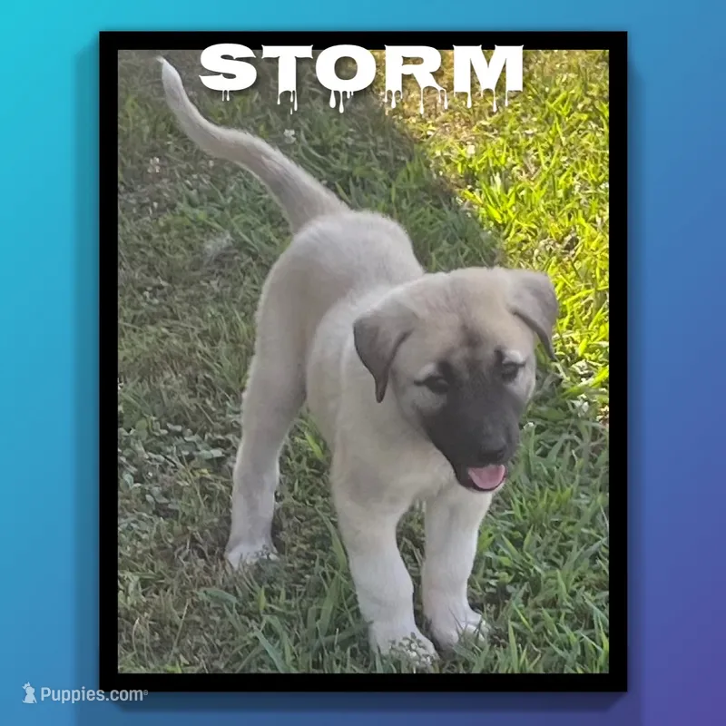 Storm – Anatolian Shepherd Dog puppy for sale in Brookfield, MO