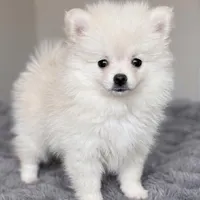 Little Man, a male Pomeranian for sale in Las Vegas, NV – 3 of 7