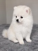 Little Man, a male Pomeranian for sale in Las Vegas, NV – 5 of 7
