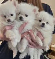 Little Man, a male Pomeranian for sale in Las Vegas, NV – 2 of 7
