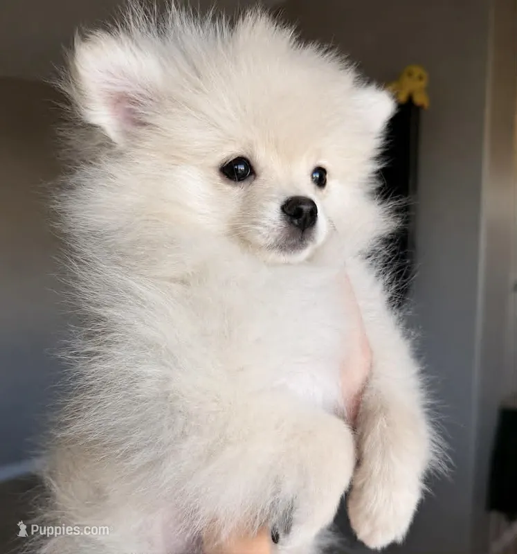 Little Man – Pomeranian puppy for sale in Las Vegas, NV