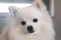 Little Man, a male Pomeranian for sale in Las Vegas, NV – 6 of 7