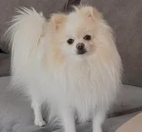 Little Man, a male Pomeranian for sale in Las Vegas, NV – 7 of 7