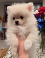 Little Man, a male Pomeranian for sale in Las Vegas, NV – 4 of 7