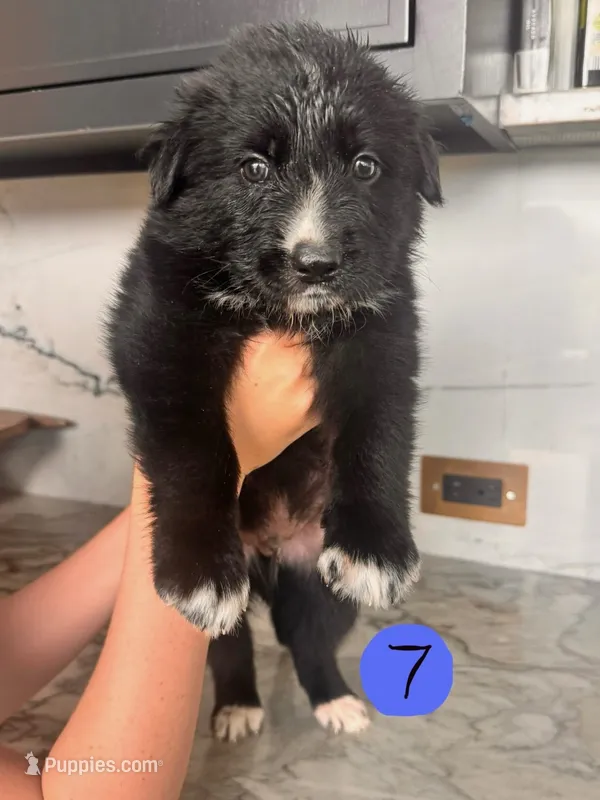Mac – Australian Cattle Dog, German Shepherd Dog puppy for sale in Hutchinson, KS