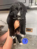 Mac, a male Australian Cattle Dog and German Shepherd Dog for sale in Hutchinson, KS – 1 of 3