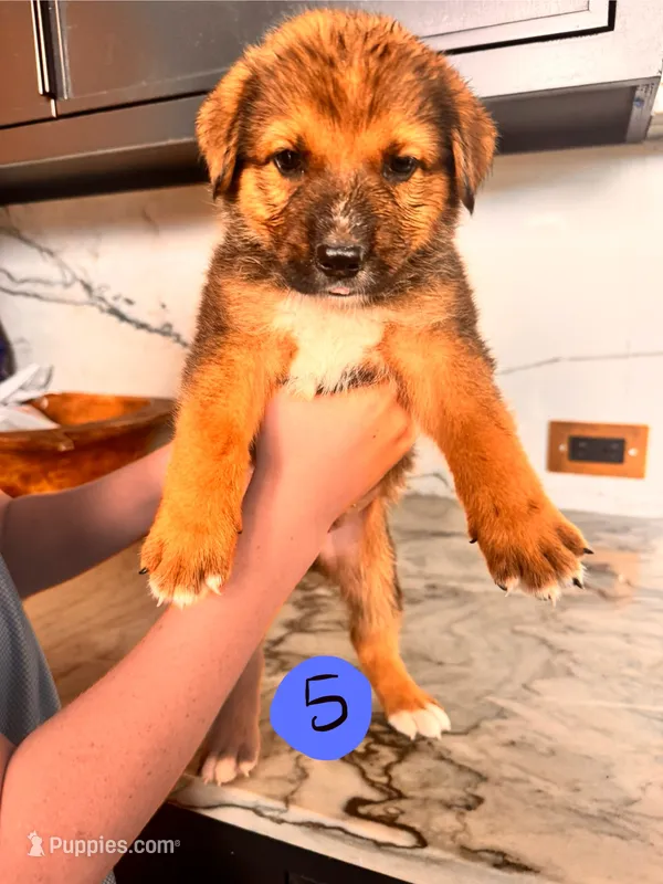Cal  – Australian Cattle Dog, German Shepherd Dog puppy for sale in Hutchinson, KS