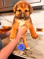 Cal , a male Australian Cattle Dog and German Shepherd Dog for sale in Hutchinson, KS – 1 of 3