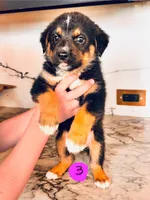 Evie, a female Australian Cattle Dog and German Shepherd Dog for sale in Hutchinson, KS – 1 of 3