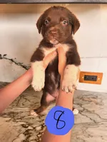 Shep, a male Australian Cattle Dog and German Shepherd Dog for sale in Hutchinson, KS – 1 of 3