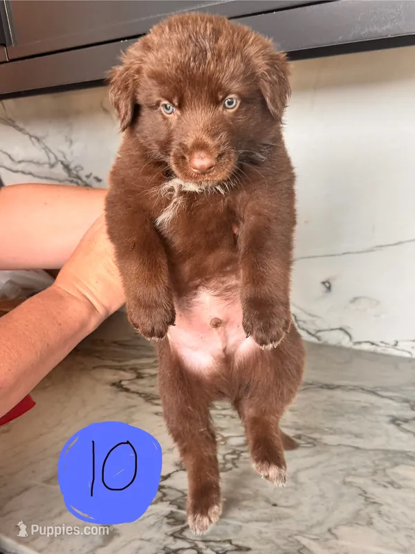 Abel – Australian Cattle Dog, German Shepherd Dog puppy for sale in Hutchinson, KS