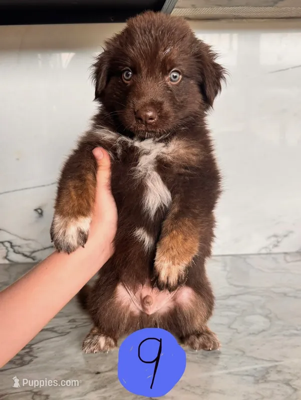 Lincoln – Australian Cattle Dog, German Shepherd Dog puppy for sale in Hutchinson, KS