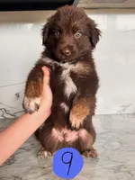 Lincoln, a male Australian Cattle Dog and German Shepherd Dog for sale in Hutchinson, KS – 1 of 3