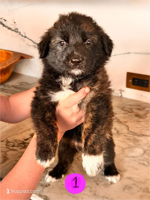 Hilde – Australian Cattle Dog, German Shepherd Dog puppy for sale in Hutchinson, KS