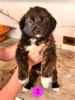 Hilde, a female Australian Cattle Dog and German Shepherd Dog for sale in Hutchinson, KS – 1 of 3