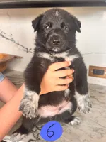 Gus, a male Australian Cattle Dog and German Shepherd Dog for sale in Hutchinson, KS – 1 of 3