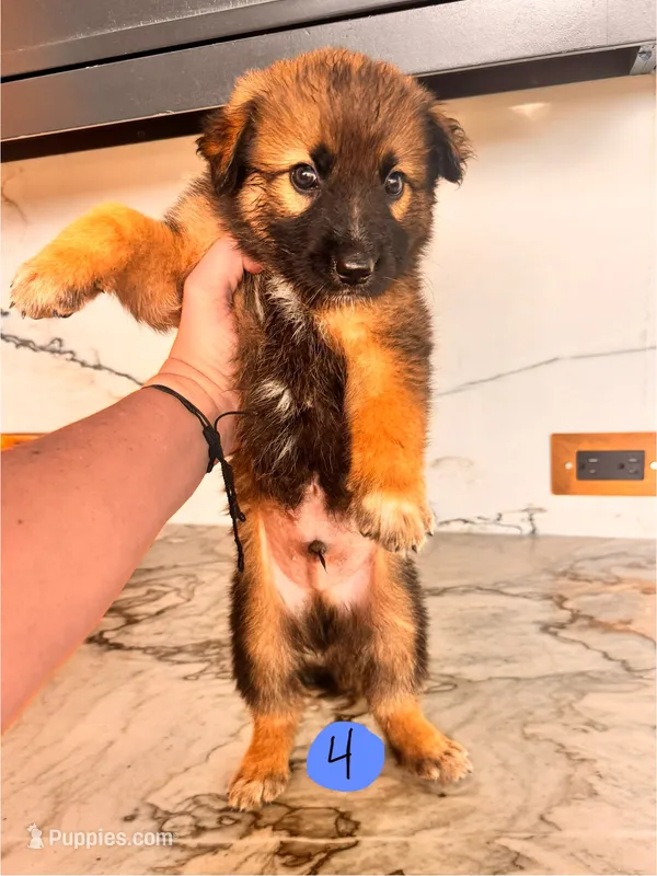 Bash – Australian Cattle Dog, German Shepherd Dog puppy for sale in Hutchinson, KS