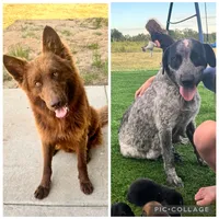 Abel, a male Australian Cattle Dog and German Shepherd Dog for sale in Hutchinson, KS – 3 of 3