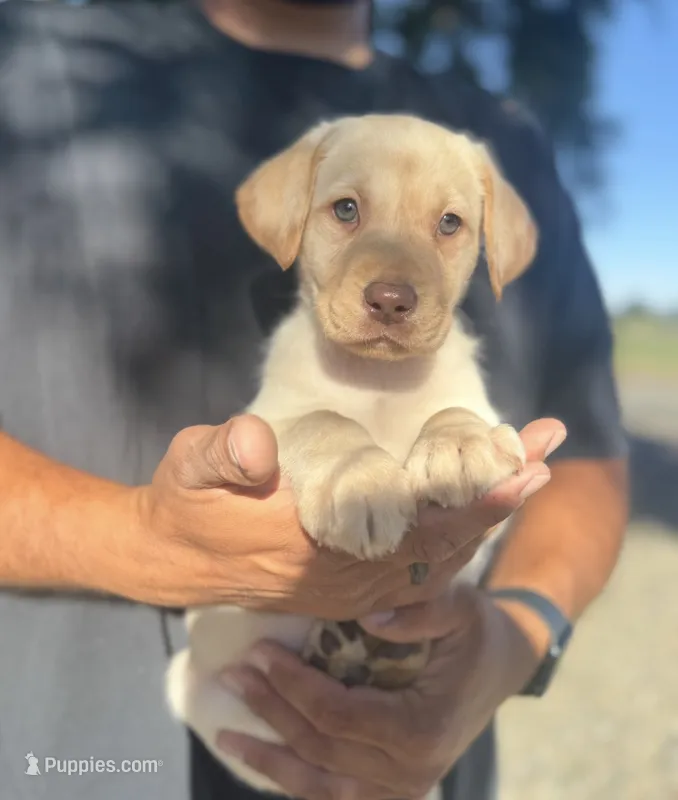 Luna – Labrador Retriever puppy for sale in Gerber, CA