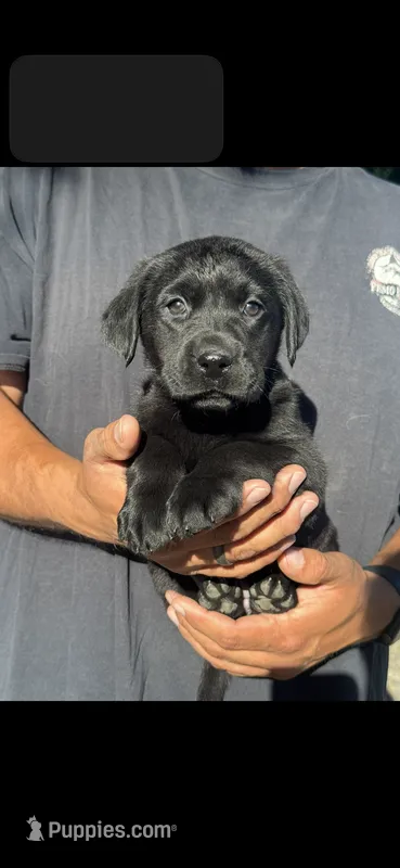 Remi – Labrador Retriever puppy for sale in Gerber, CA