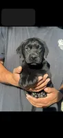 Remi, a female Labrador Retriever for sale in Gerber, CA – 1 of 1