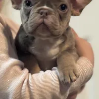 Cloe , a female French Bulldog for sale in Gerber, CA – 2 of 2