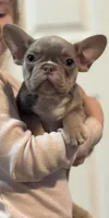 Cloe , a female French Bulldog for sale in Gerber, CA – Photo 2 of 2