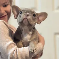 Cloe , a female French Bulldog for sale in Gerber, CA – 1 of 2
