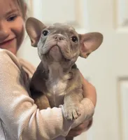 Cloe , a female French Bulldog for sale in Gerber, CA – Photo 1 of 2