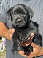 Ruger , a male Labrador Retriever for sale in Gerber, CA – 1 of 1