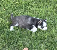 Panda, a male Siberian Husky for sale in Madera, CA – 2 of 3