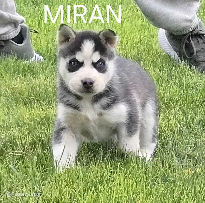 Miran – Siberian Husky puppy for sale in Madera, CA