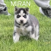 Miran, a male Siberian Husky for sale in Madera, CA – 1 of 1