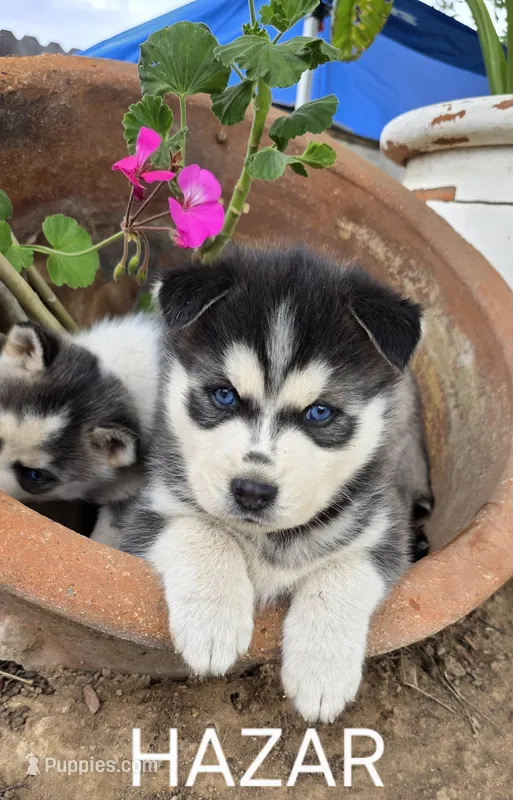Hazar – Siberian Husky puppy for sale in Madera, CA