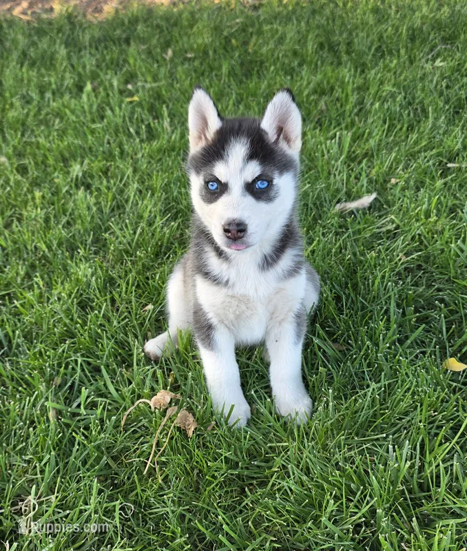 Leilani – Siberian Husky puppy for sale in Madera, CA