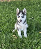 Leilani, a female Siberian Husky for sale in Madera, CA – 1 of 1