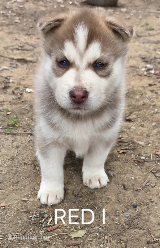 Red 1 – Siberian Husky puppy for sale in Madera, CA