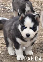 Panda, a male Siberian Husky for sale in Madera, CA – 1 of 3