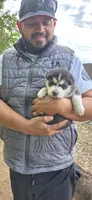 Hazar, a male Siberian Husky for sale in Madera, CA – 2 of 2