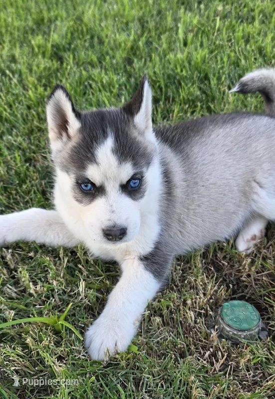 Klara, a female Siberian Husky for sale in Madera, CA – 1 of 2