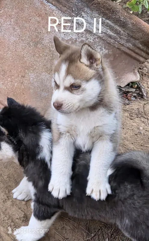 Red 2 – Siberian Husky puppy for sale in Madera, CA