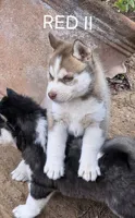 Red 2, a male Siberian Husky for sale in Madera, CA – 1 of 1