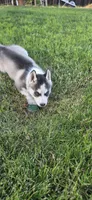 Klara, a female Siberian Husky for sale in Madera, CA – 2 of 2