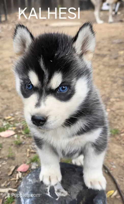 Kalhesi – Siberian Husky puppy for sale in Madera, CA
