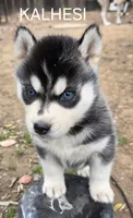 Kalhesi, a female Siberian Husky for sale in Madera, CA – 1 of 1