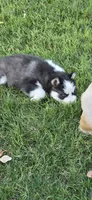 Panda, a male Siberian Husky for sale in Madera, CA – 3 of 3