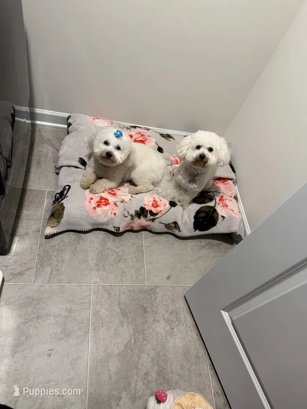 TJ and Snowhite – Bichon Frise puppy for sale in Atlanta, GA