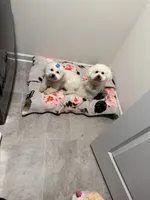 TJ and Snowhite, a male Bichon Frise for sale in Atlanta, GA – 1 of 2